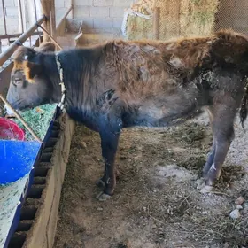 1 yaşap geçen tuwe