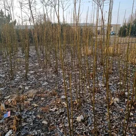 Hoz, Грецкие орехи, Walnut