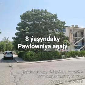 Pawlowniýa, Павловния, Paulown