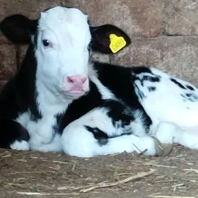 Simental Öküz Tüwe Göle