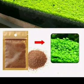 семена водорослей