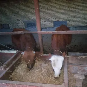 ОКУЗ ВЕ УНАДЖЫН