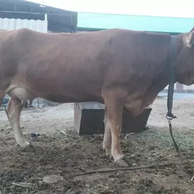 Bakylan Göleli Sygyr