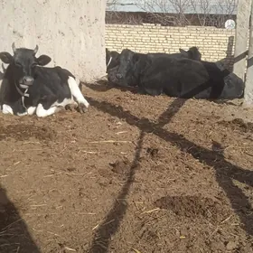 galyşteýin sygyrlar