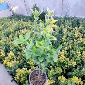 beresklet вечнозелёные