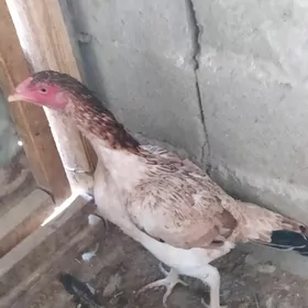 ORGİNAL TAŞKENT MÄKİ