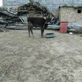 YERLI OKÜZ ŞWEZ TOHIM.