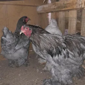 brama guzlap başlan