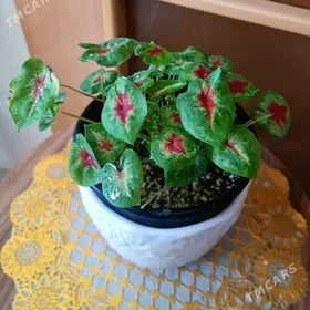 комнатные растения