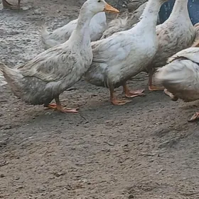 Ördek Indutga gus induk sygyr