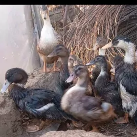 Ördek Indutga gus induk goýun