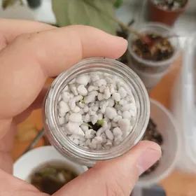 Алоказия Серебряный Дракон