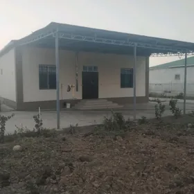 Ak bugday berkarar saherce