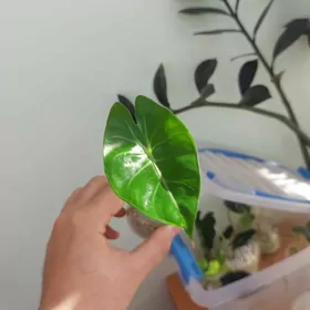 Алоказия Пинк Дракон