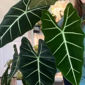 Алоказия Мишольца(Фрайдек)