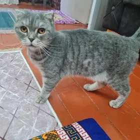 şatlanskaya vispouşhka