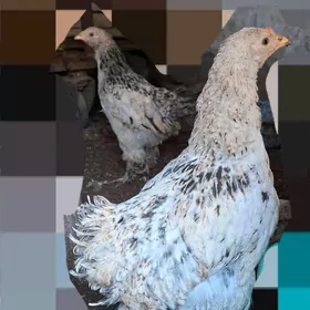 𝚋𝚊𝚕𝚐𝚊𝚛