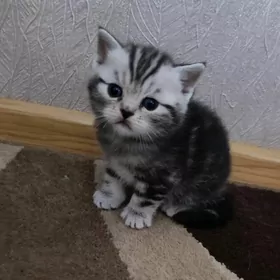 Продаётся котенок