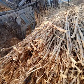 bambuk kamys corny patalok