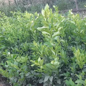 Limon nahal we arca nahallar