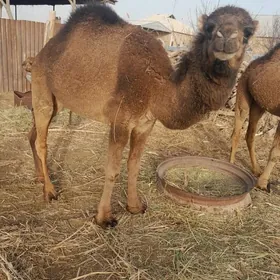 Satlyk gaŷalyk düỳe