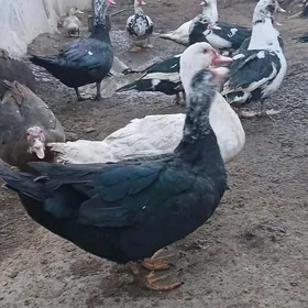 indutga ördek gus induk towuk