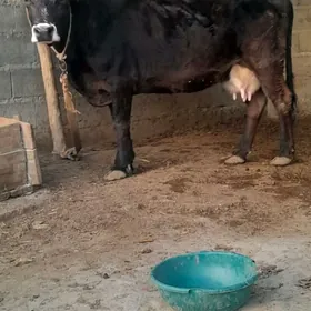 sagylyan bogaz sygyr