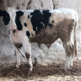 Simental galysteyin okuzce.