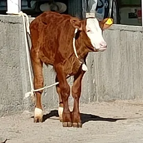 Simental öküz Göle