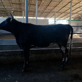 gybyryt tuwe guzlamadyk