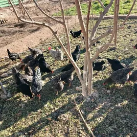 towuk  yumurtga   dominant