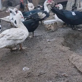 indutga ördek towuk induk gus