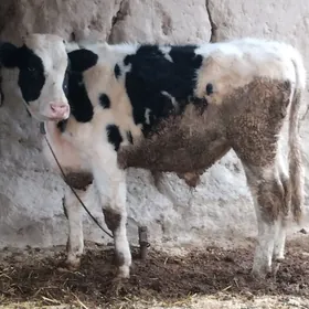 Simental galysteyin okuzce.