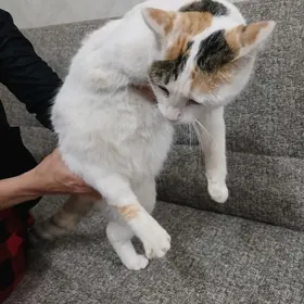 Трёхлапая кошка