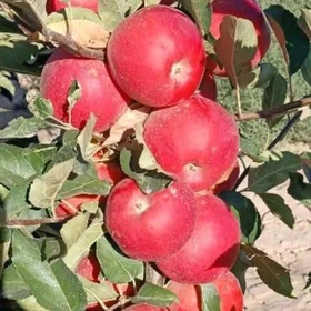 Gyzyl Alma nahaly Turk