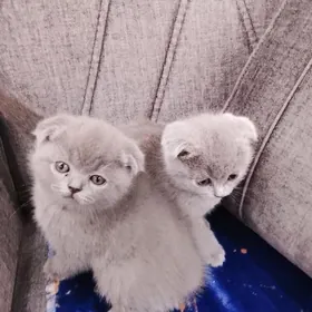 Шотландские котята