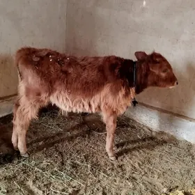 Öküzçe 7 müñ manat