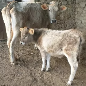 Tohum sygyr 7 aýlyk tüwesi bn