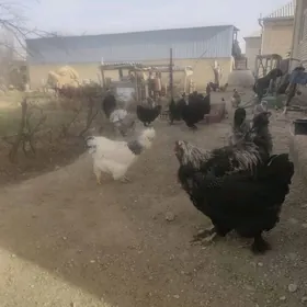 тройка йумуртка