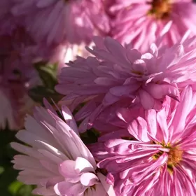 Hojalyga Aýal kömekçi gerek.