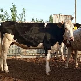 GARALA GALIŞDEÝIN TÜWE