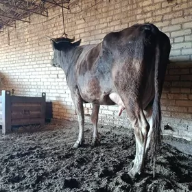 арасса шивет голели сыгыр