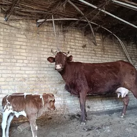 бурлат голели сыгыр