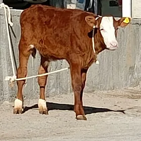 Simental öküz göle