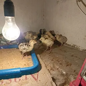 induk jüýje 4 5bolan