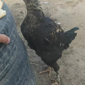 TAŞKENT HORAZ JÜÝJE