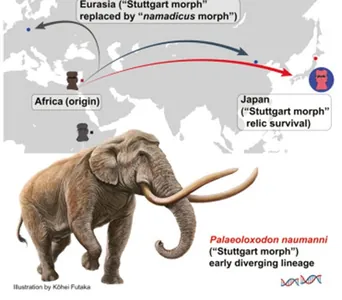 22 000 лет назад в Японии обитали слоны: как они туда попали и куда исчезли