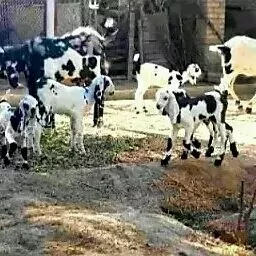 пакистан гечи овлак