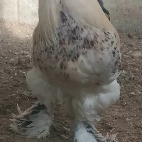 ORGİNAL BRAMA ÇİŞGA