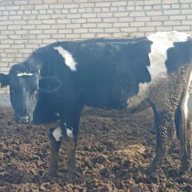 bogaz sygyr we unajyn